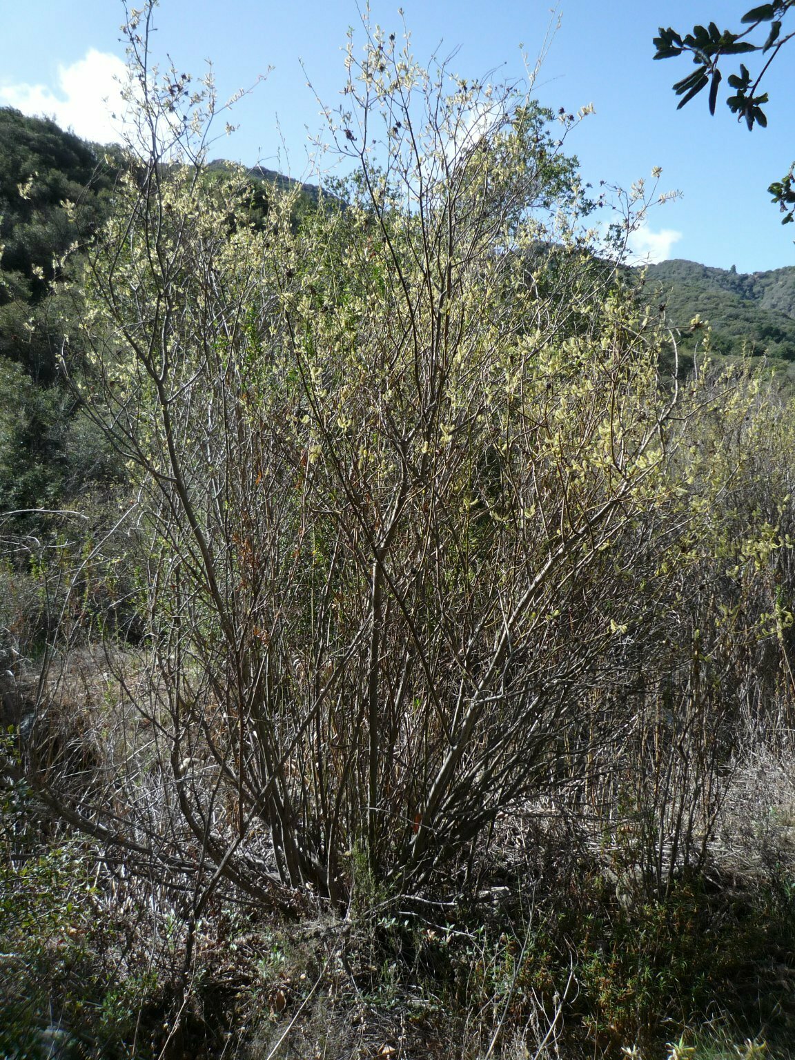 High Resolution Salix sp. Plant